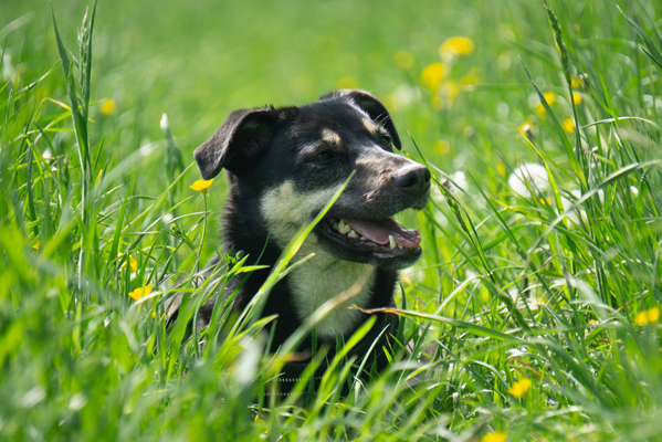 image for Ticks and Your Pet: Separating Fact from Fiction